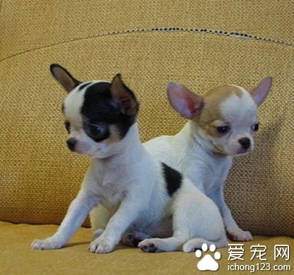 怎么训练吉娃娃 指令尽量简短