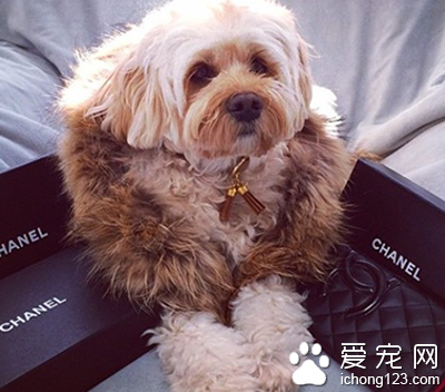 富豪网晒爱犬“奢侈生活”  豪车接送美女相伴