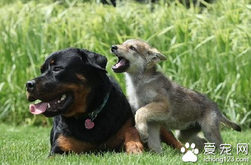 罗威纳犬打架  罗威纳犬是比较凶猛的狗