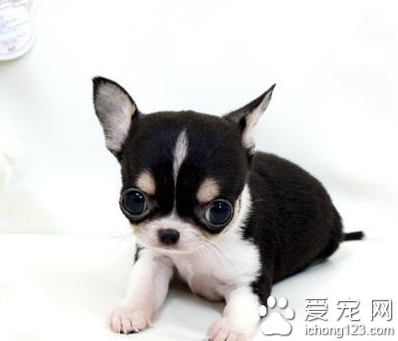 吉娃娃好养不 该犬体积较小易被踩到