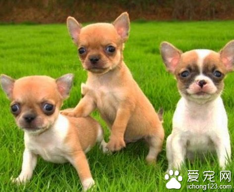 如何训练吉娃娃 坚绝杜绝体罚