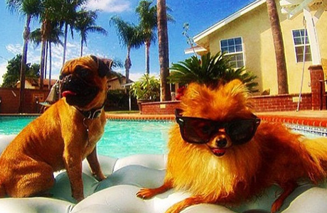 富豪网晒爱犬“奢侈生活”  豪车接送美女相伴