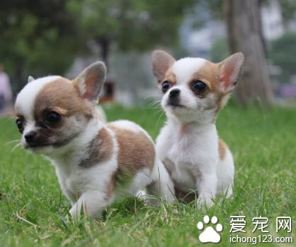 吉娃娃打疫苗后注意事项 避免户外玩耍