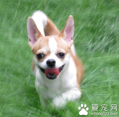 训练吉娃娃大小便 可以利用报纸训练