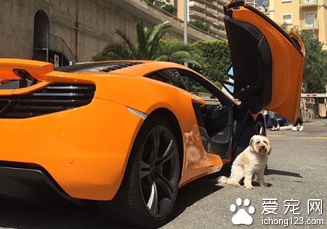 富豪网晒爱犬“奢侈生活”  豪车接送美女相伴