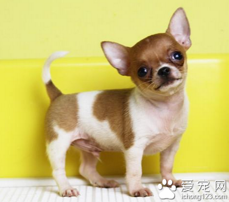 怎么看吉娃娃纯不纯 辨别的小技巧