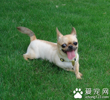 吉娃娃怎么训练 纠正不良的习惯