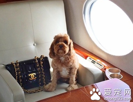 富豪网晒爱犬“奢侈生活”  豪车接送美女相伴