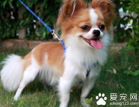 吉娃娃怎样训练 调教分三步进行