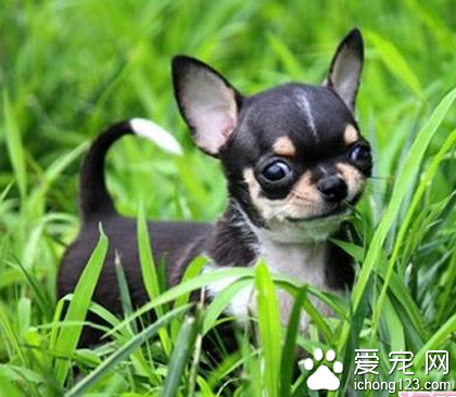 吉娃娃专用狗粮 需要足够的蛋白能量