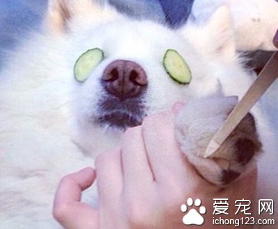 富豪网晒爱犬“奢侈生活”  豪车接送美女相伴