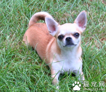 怎么训练吉娃娃狗 “过来”训练的方法