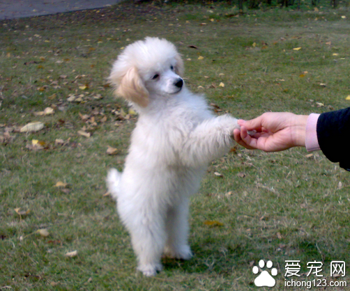 贵妇犬多少钱 选购贵妇犬的正确方式