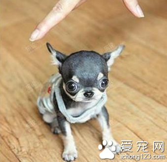 怎样训练吉娃娃大小便 训练三要点