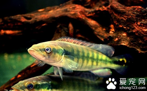 凤尾鱼怎么养 活泼好动饲养起来很简单
