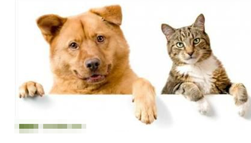 与宠物亲密接触容易患“宠物病”