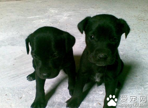 大丹犬价格 选购大丹犬的几个注意事项