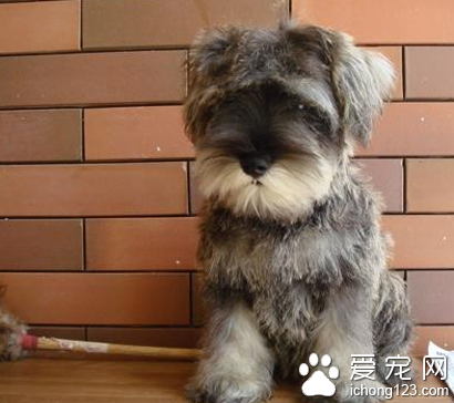 雪纳瑞皮肤病怎么治 注意毛发的护理