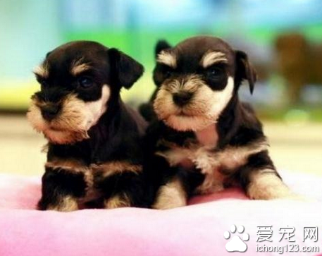 怎么样训练雪纳瑞 坚持反复的训练