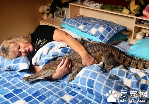 一名女子把鳄鱼当宠物饲养 与它同床共眠