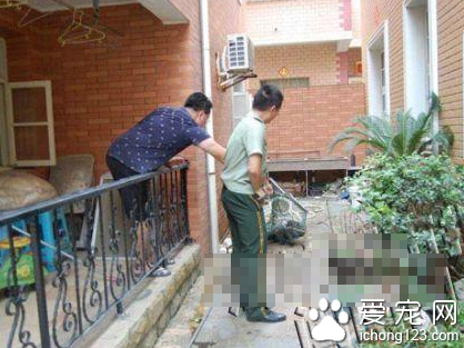 宠物豪猪跑邻居家捣乱 报警才把它制服了