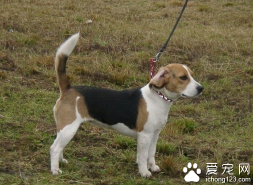 猎狗品种 猎犬是被经过专门训练的狗狗