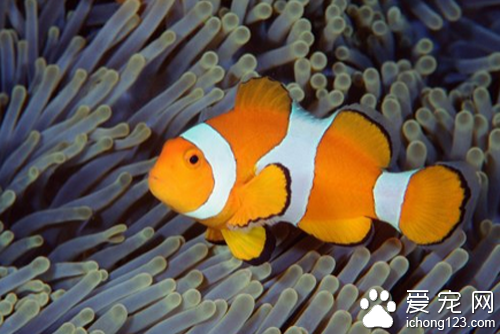 小丑鱼的资料 带大家了解小丑鱼的信息