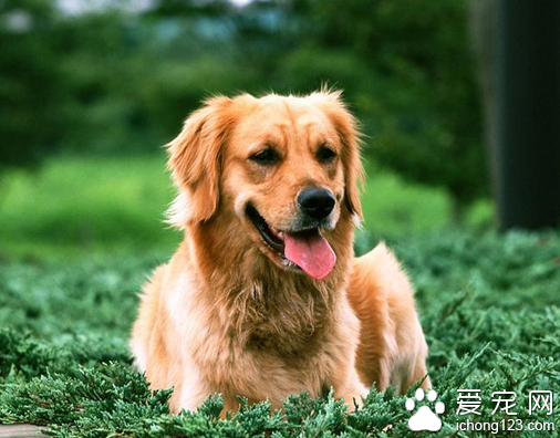 大型犬种 一般大型犬能给人带来安全感