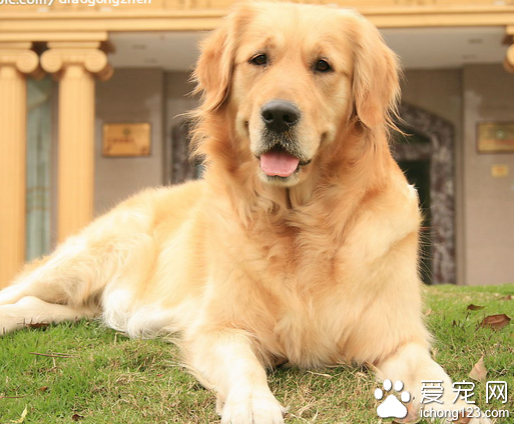 如何做好养护工作 养宠物狗应该注意的误区