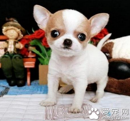 吉娃娃为什么掉毛 营养不良缺乏蛋白质