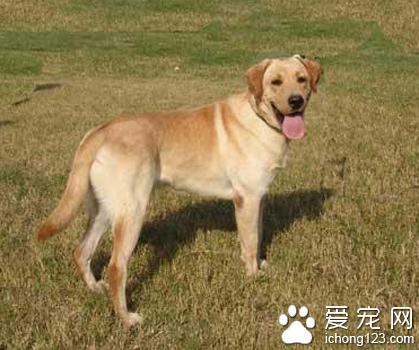 怎样训练拉布拉多 注意口令须简单