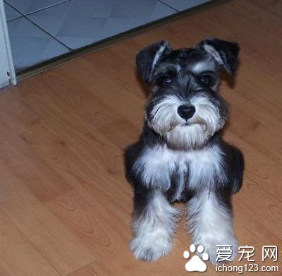 雪纳瑞多大开始训练 选择最佳训练阶段