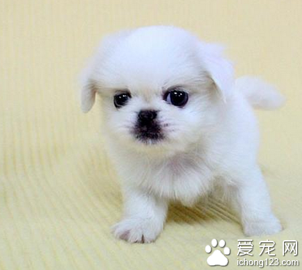 什么小型犬最好养 小型犬品种很多