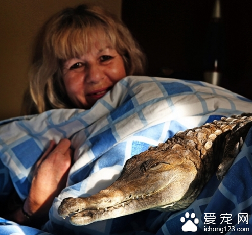 一名女子把鳄鱼当宠物饲养 与它同床共眠