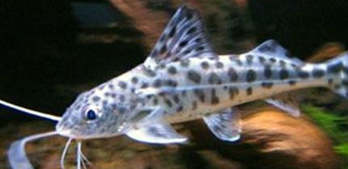 豹斑脂鲶