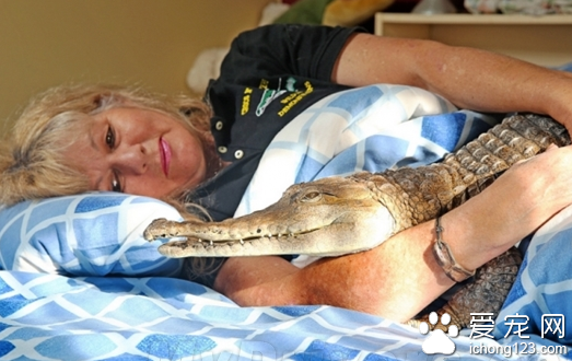 一名女子把鳄鱼当宠物饲养 与它同床共眠