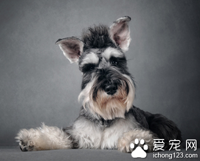 雪纳瑞爱叫吗 是比较乖巧的宠物犬