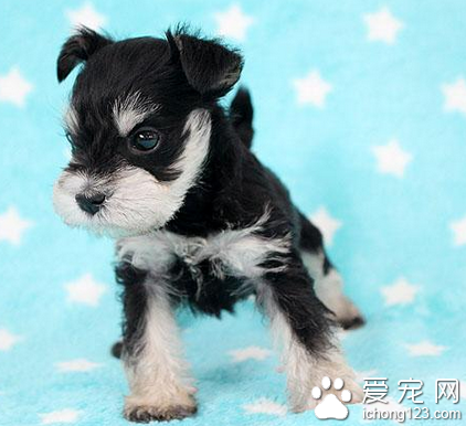 雪纳瑞的训练方法 定点大小便的训练