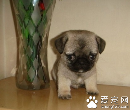 不爱叫的小型犬 八哥犬比较温顺安静