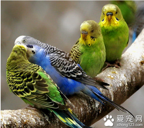 虎皮鹦鹉的饲养 虎皮鹦鹉比较喜欢吃谷子