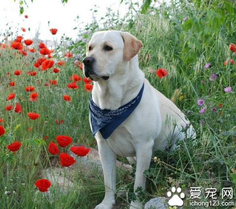 如何驯养拉布拉多 定点大小便的训练