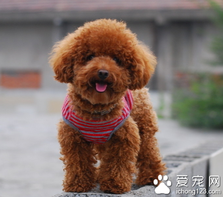 最聪明的小型犬 泰迪犬是比较好的选择