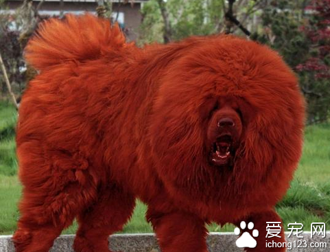 一只藏獒多少钱 藏獒的价格普遍都很高