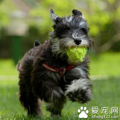 迷你雪纳瑞犬价格 价格差异比较大