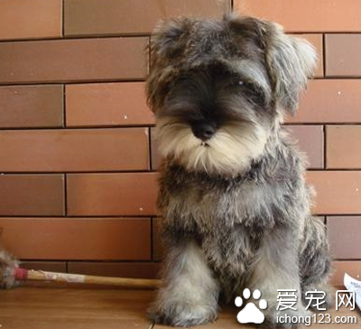 好养的小型犬 雪纳瑞比较好饲养