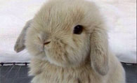 养宠物兔子 养宠物兔的几个错误方式