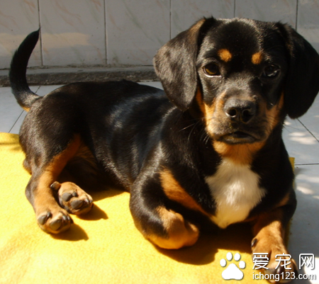 短毛小型犬有哪些 腊肠犬体毛较少