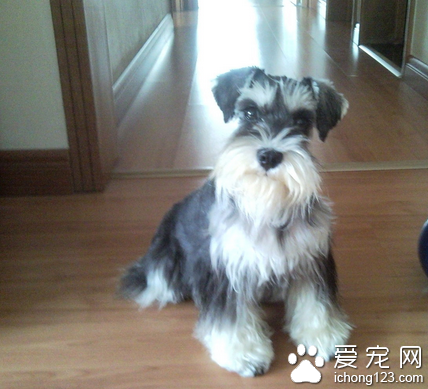 什么小型犬好看 迷你雪纳瑞很适合