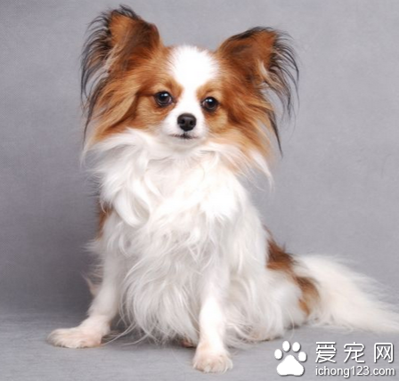 蝴蝶犬是小型犬吗 该犬体型小巧可爱