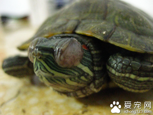  巴西龟白眼病怎么办 治疗白眼病并不难